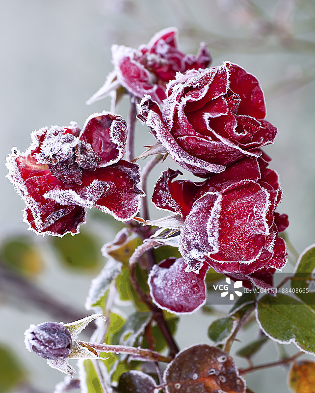 覆盖着白霜的红色玫瑰图片素材