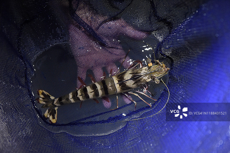 雌性斑节对虾图片素材