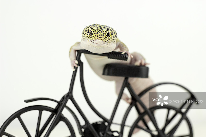 动物骑自行车图片素材