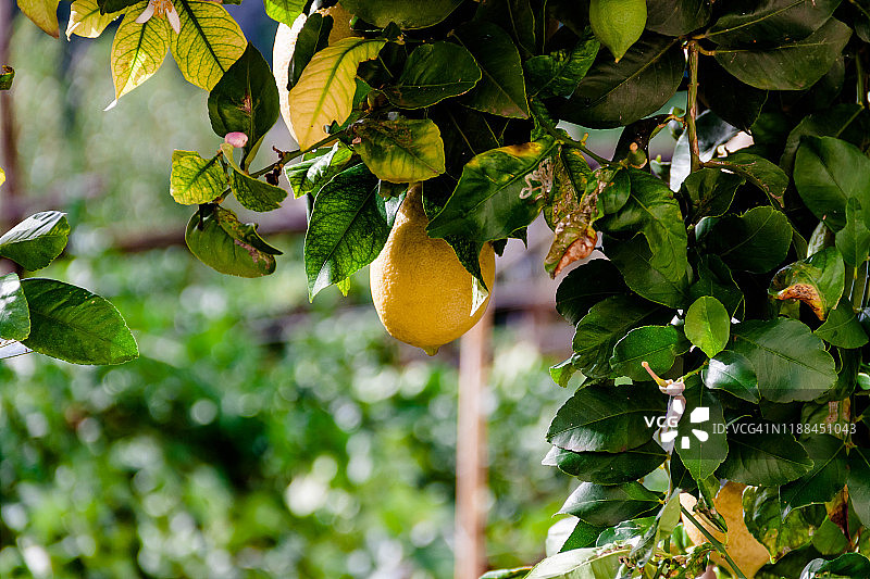 树上的黄色柠檬，园艺采摘概念图片素材