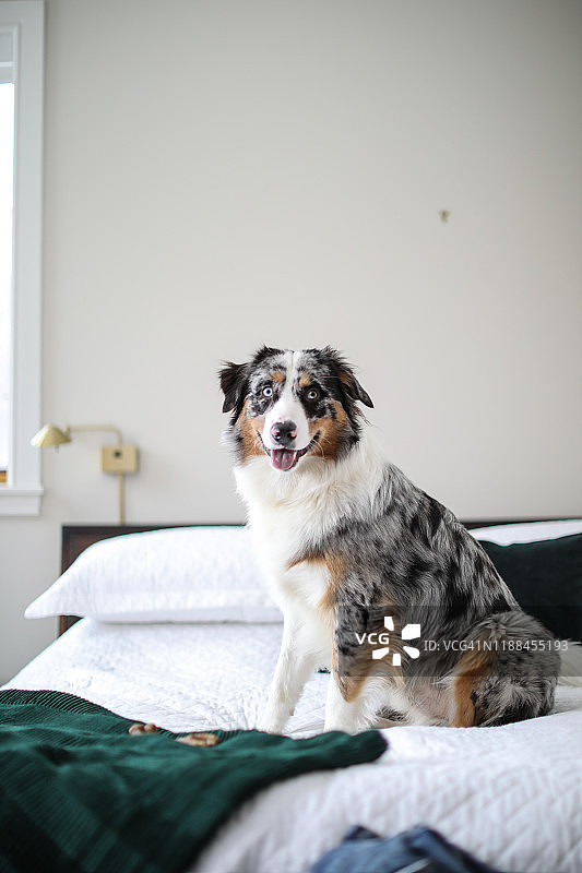 在主卧室里放松的澳大利亚牧羊犬图片素材