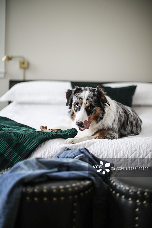 在主卧室里放松的澳大利亚牧羊犬图片素材