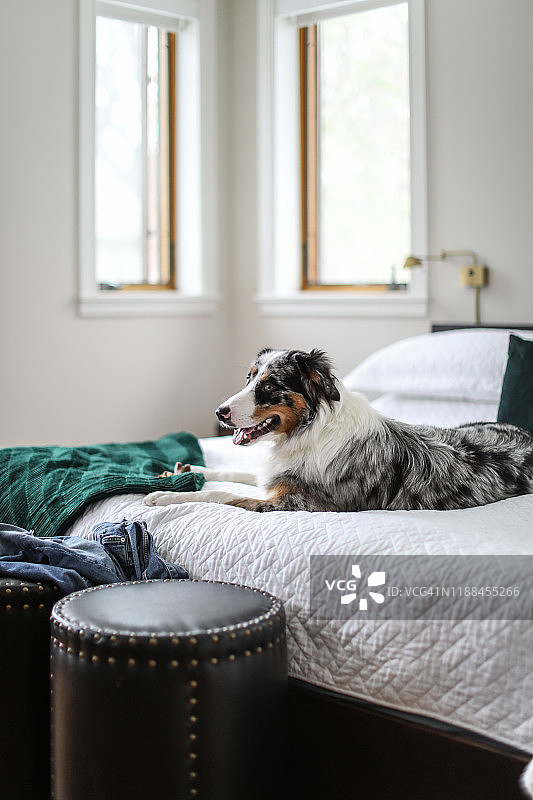 在主卧室里放松的澳大利亚牧羊犬图片素材