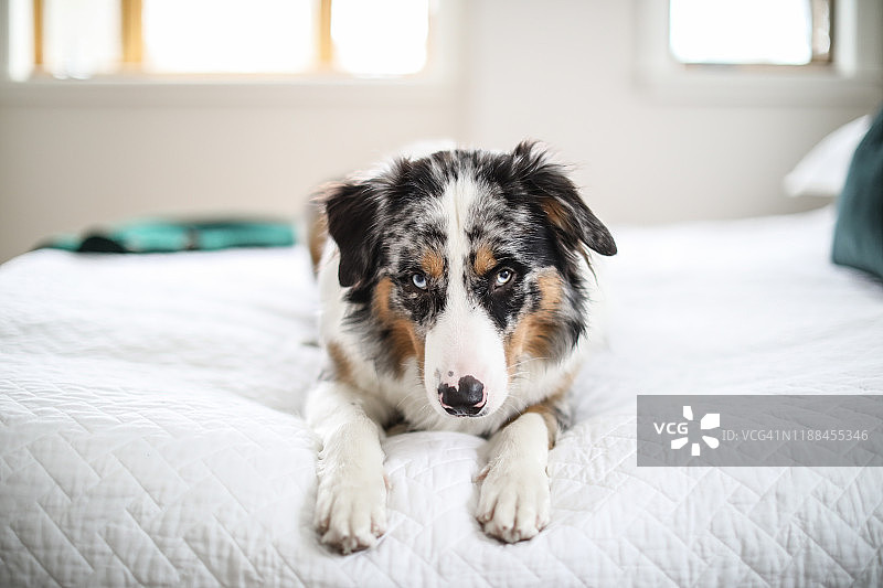 在主卧室里放松的澳大利亚牧羊犬图片素材