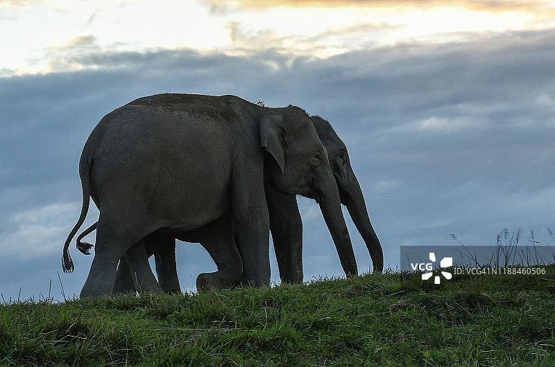 在卡齐兰加国家公园行走的野生大象图片素材