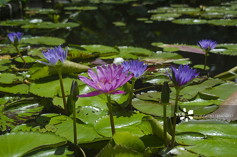 池塘里的王莲图片素材