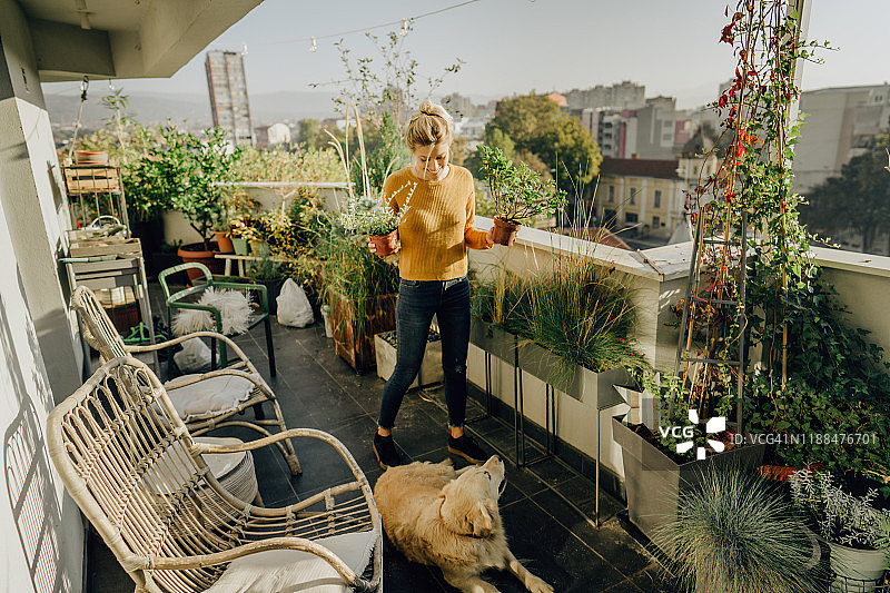 养护植物图片素材