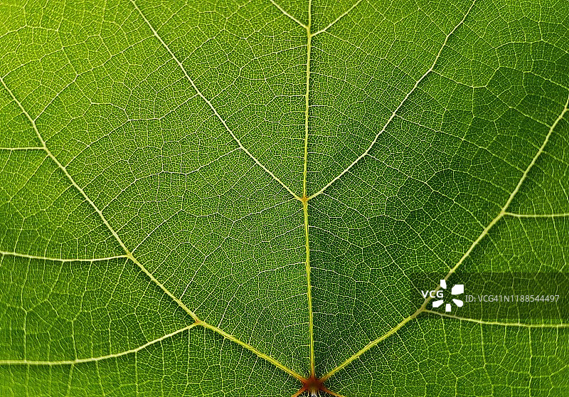 葡萄绿叶纹理图片素材