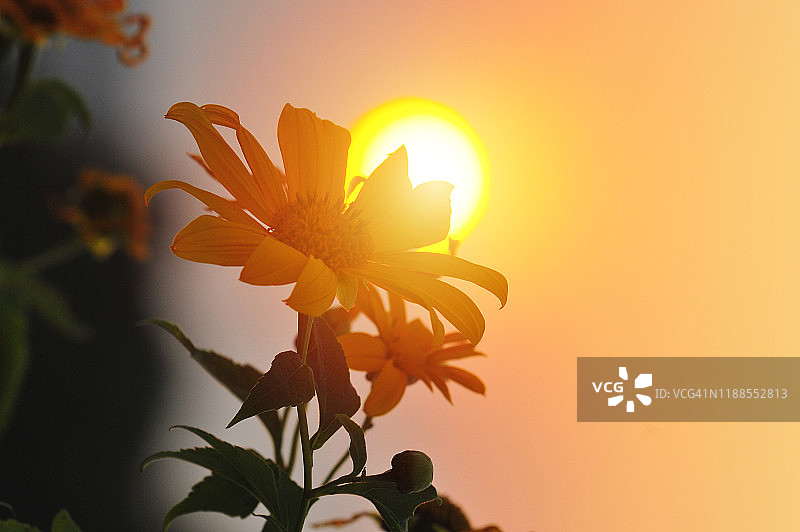 墨西哥向日葵在阳光下绽放的特写，背景鲜明图片素材