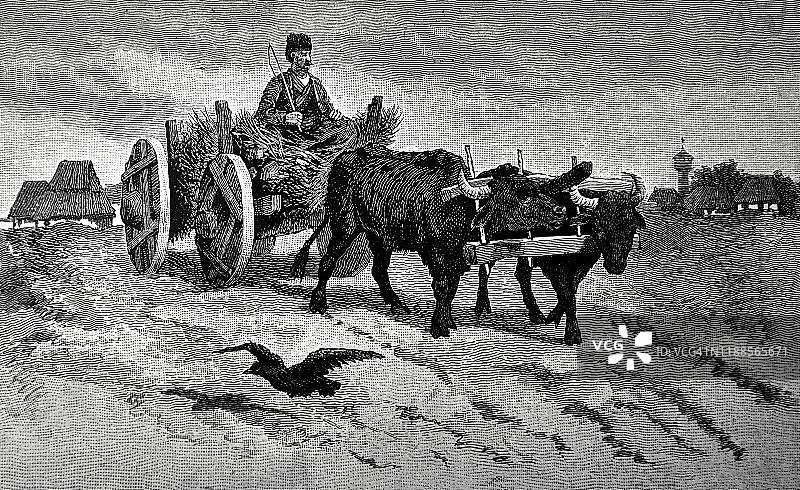 阿拉伯农民和马车图片素材