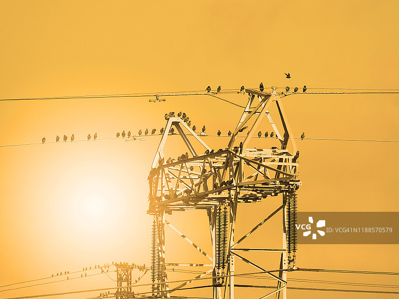 普通椋鸟群（寻常椋鸟）图片素材