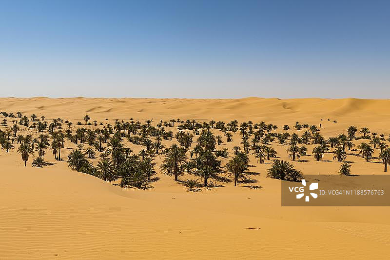 阿尔及利亚西部提米蒙附近沙丘中的棕榈树林图片素材