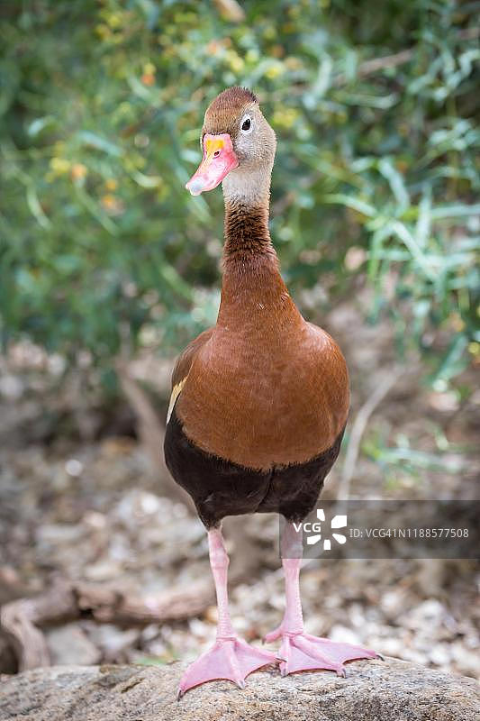 美国亚利桑那州图森市，站立的黑腹树鸭图片素材