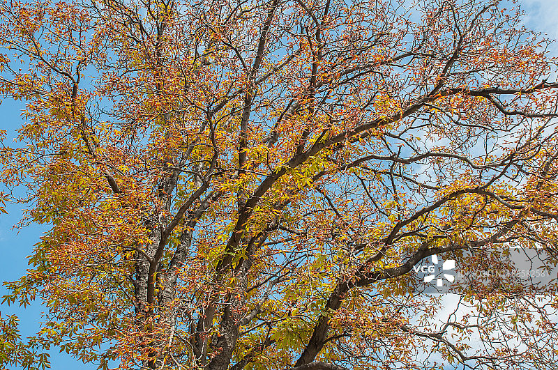 秋季马栗树图片素材