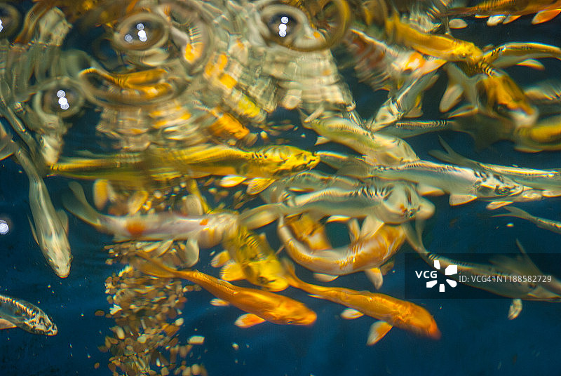 异国情调的鱼背景图片素材