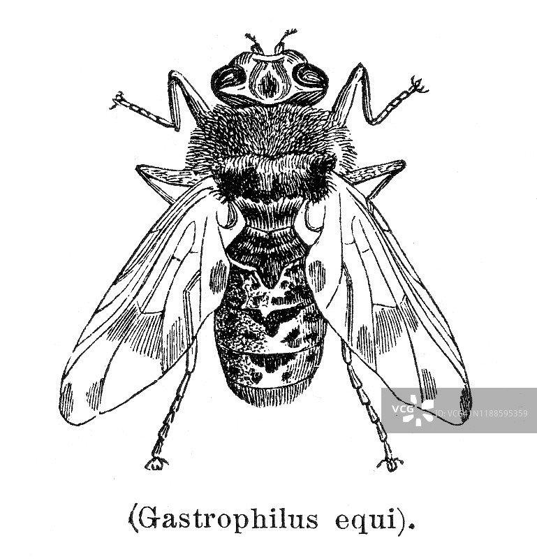 马胃蝇插图，1897年图片素材