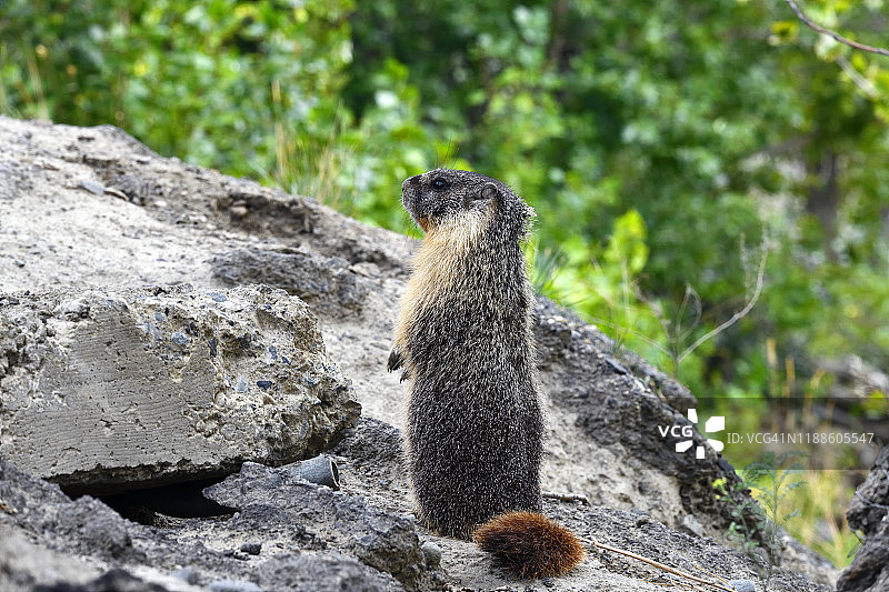 汤普森河的黄腹旱獭图片素材