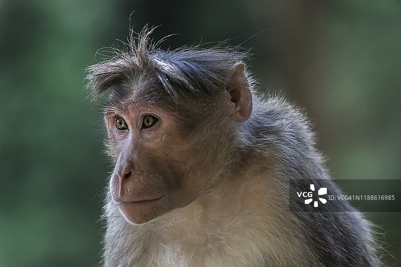 猴子肖像图片素材