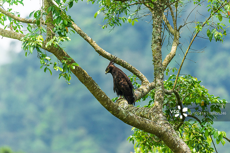 凤头鹰图片素材