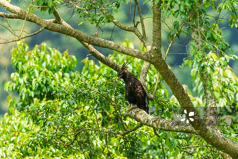 凤头鹰图片素材