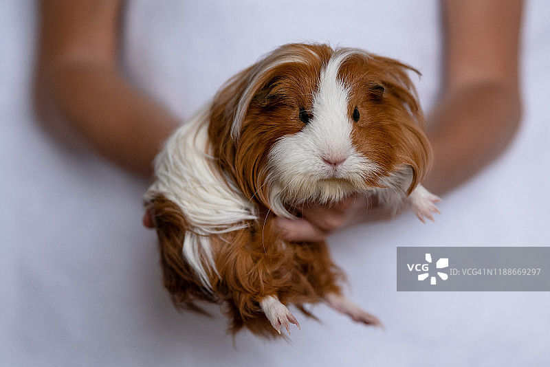 手中的豚鼠图片素材