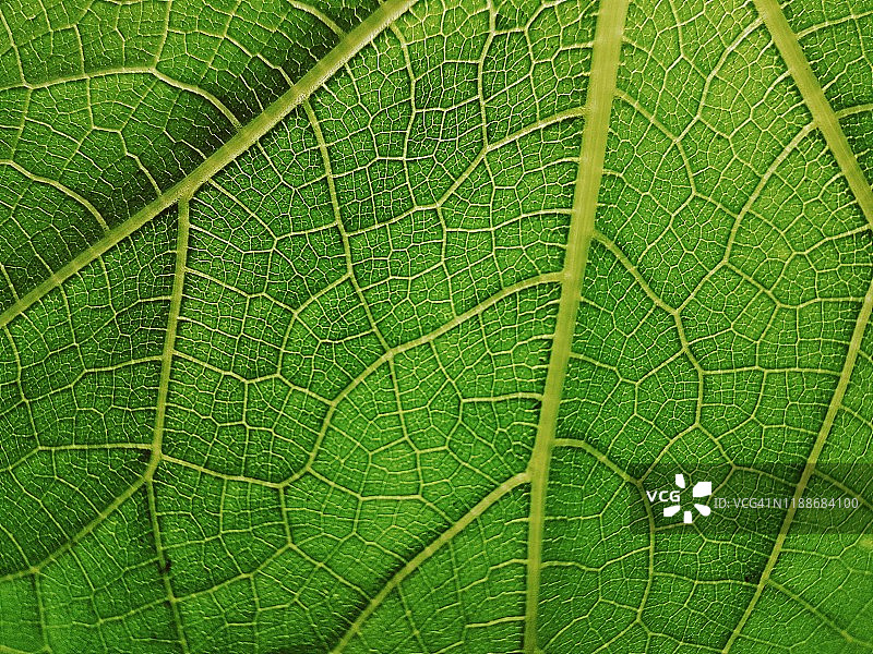 佛手瓜叶子纹理的特写图片素材
