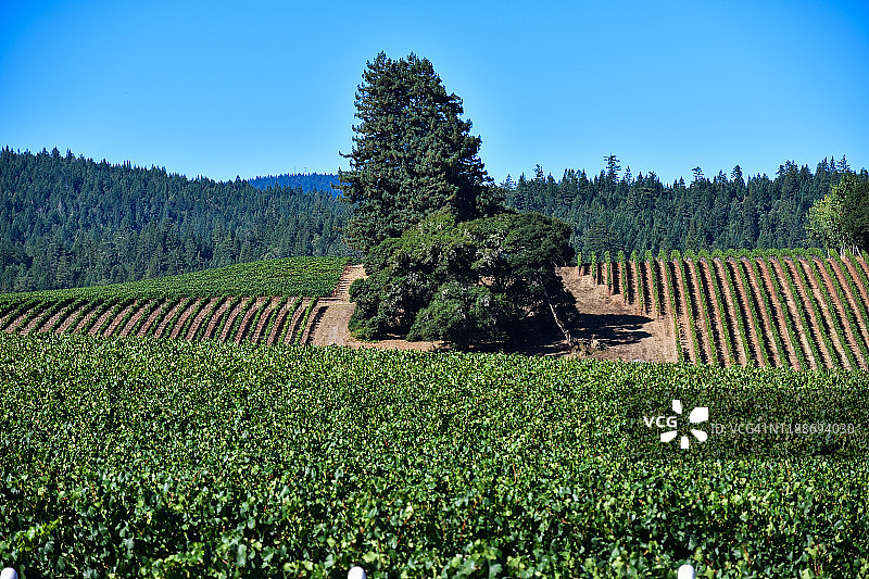 加利福尼亚州128号公路沿线安德森谷的葡萄园图片素材
