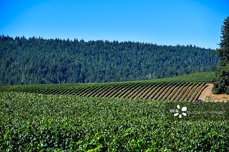 加利福尼亚州128号公路沿线安德森谷的葡萄园图片素材