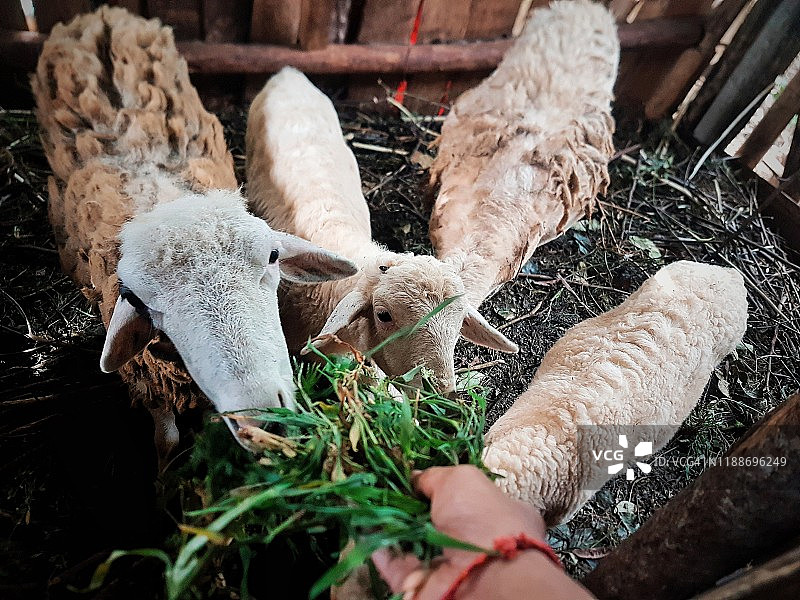 喂宠物羊图片素材