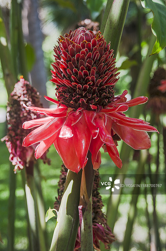 火炬姜图片素材