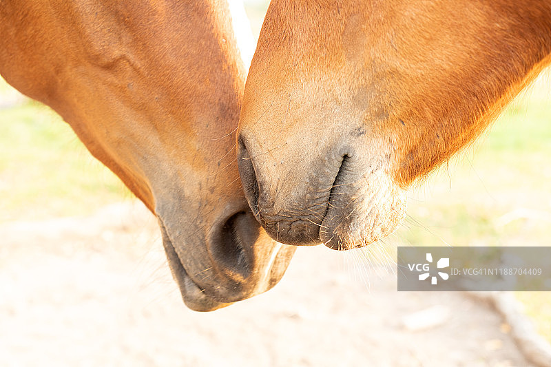 两匹马的鼻子互相接触图片素材