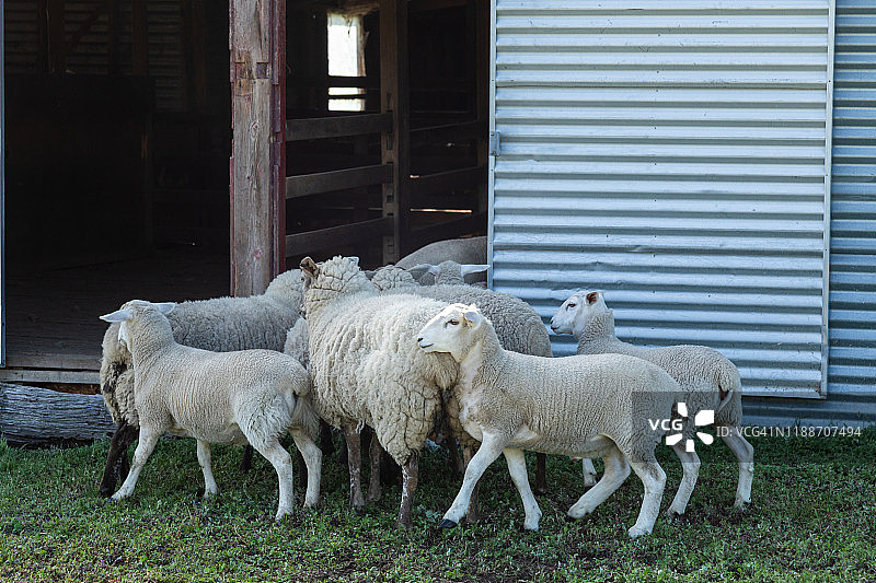 进入棚屋的羊群图片素材