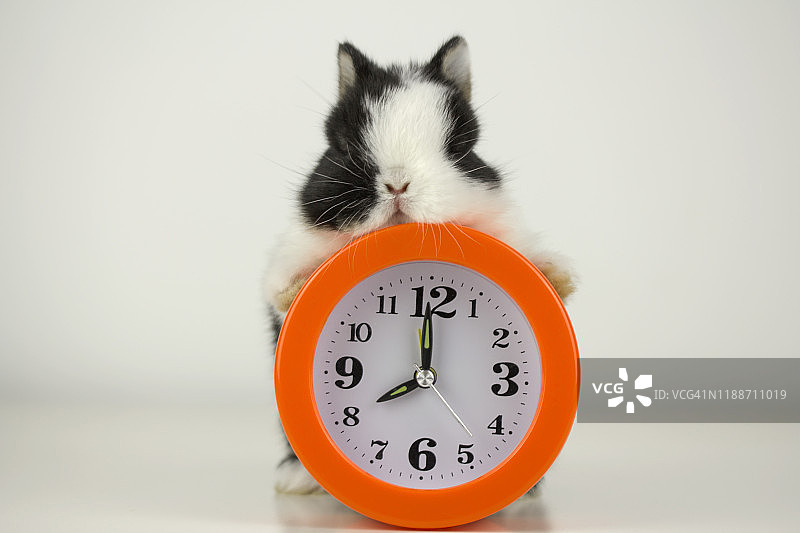 兔子和闹钟图片素材