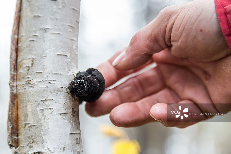 科学家检查在桦树上生长的稀有蘑菇图片素材