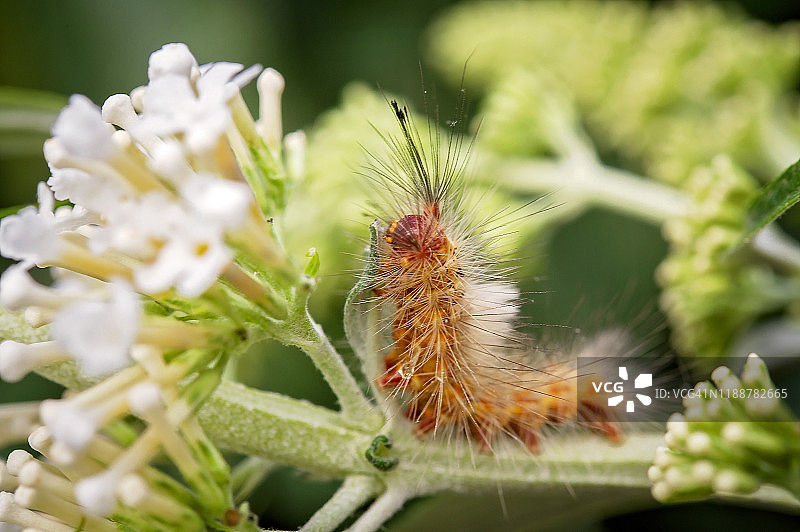 澳大利亚虎蛾毛虫的微距照片图片素材