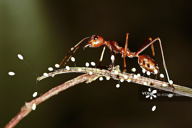 蚂蚁攀爬带有真菌的树枝-黑色背景图片素材