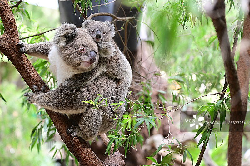 桉树上的考拉母子图片素材