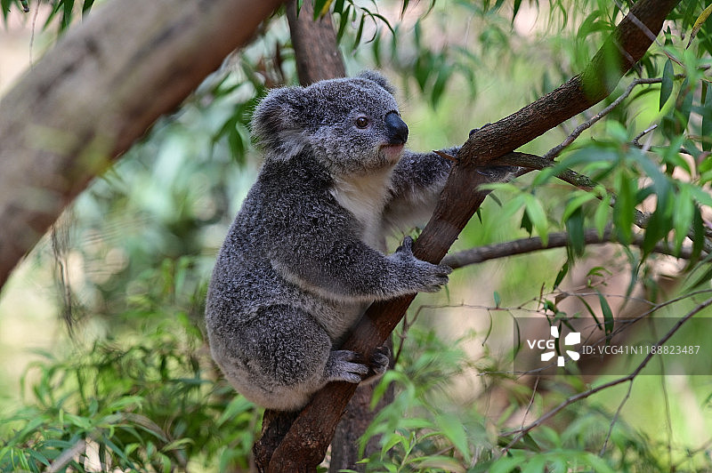 考拉宝宝爬桉树图片素材