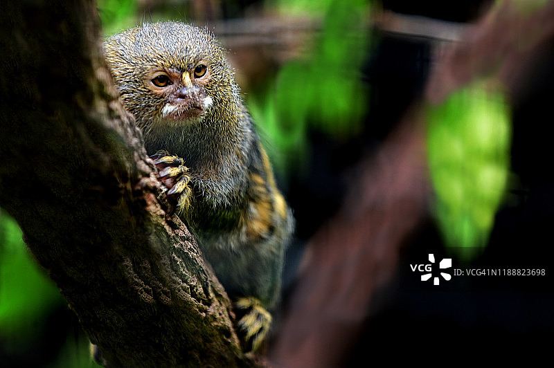 攀爬树枝的侏儒狨猴图片素材