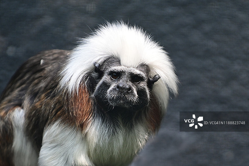 卷尾猴灵长类动物看着镜头图片素材