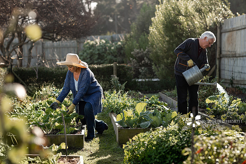 在菜园里一起劳作的年长夫妇图片素材