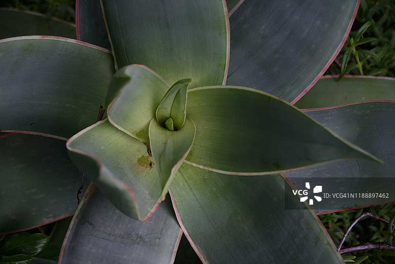 条纹芦荟图片素材