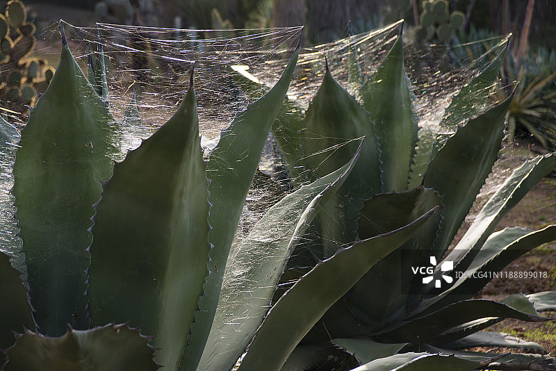 被蜘蛛网包裹的两株凶猛龙舌兰图片素材