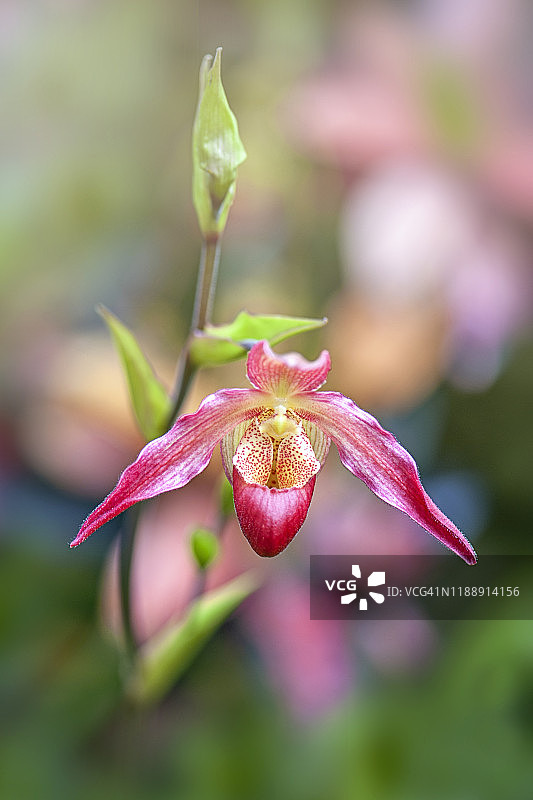 美丽粉红色杓兰的特写图片素材