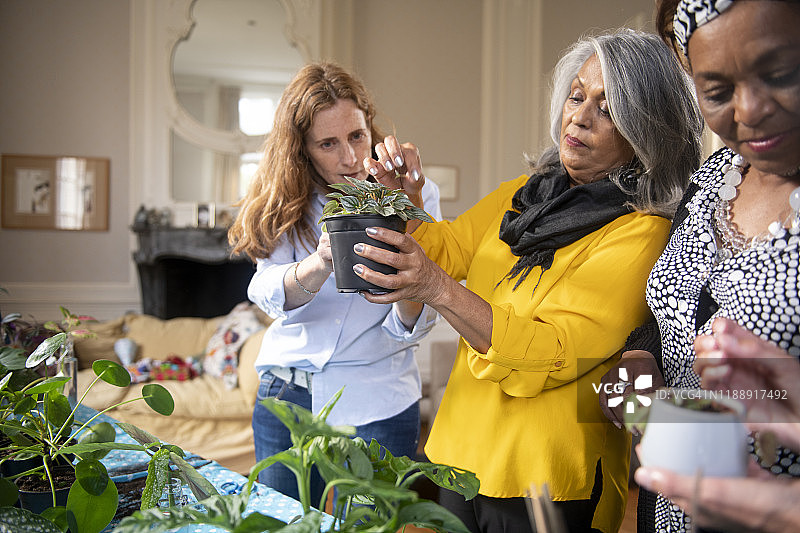 植物养护工作坊中的女性群体图片素材