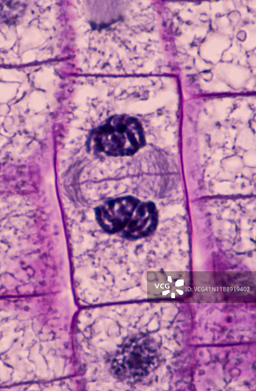 植物细胞有丝分裂（末期和胞质分裂），细胞板和子细胞，洋葱根尖，400倍图片素材