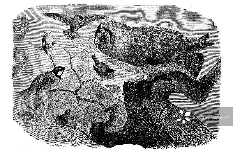 树上的猫头鹰和麻雀图片素材