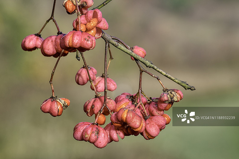 卫矛果实和种子图片素材