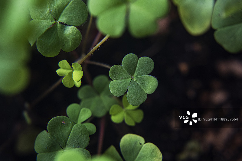 三叶草植物—概念自然图片素材