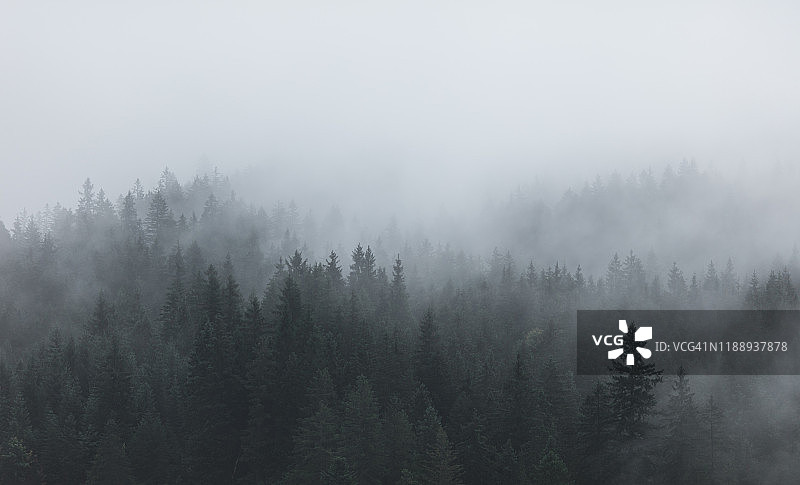 森林里的雾图片素材